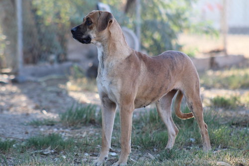 PIXIE - Hound available for adoption