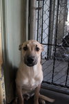 Sam - Photo 1