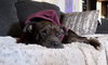 Axel - Photo 3