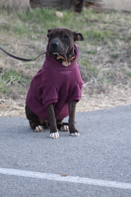AXEL - Shar Pei / Pit Bull Terrier available for adoption