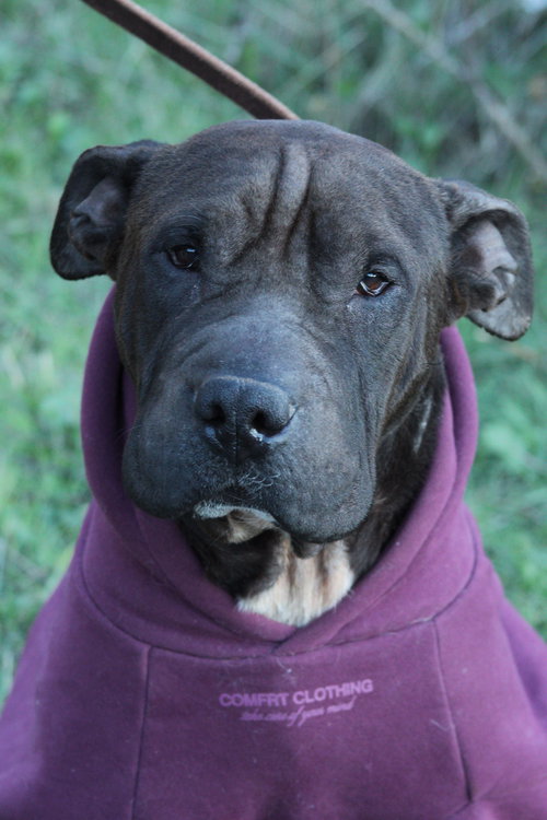 AXEL - Shar Pei / Pit Bull Terrier available for adoption