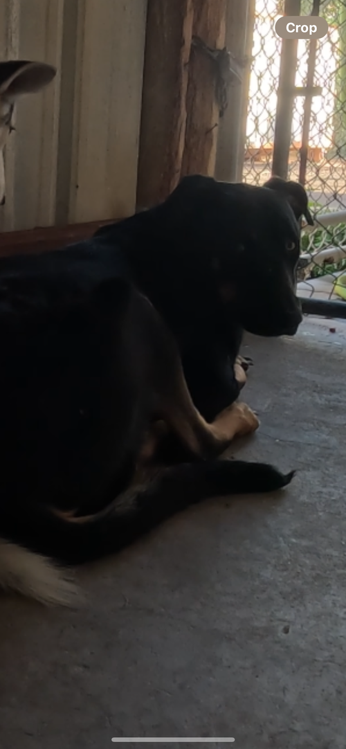 CYPRESS - German Shepherd Dog available for adoption