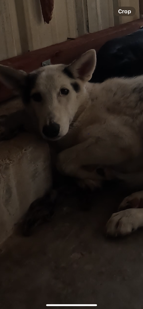 TIMBER - Husky / German Shepherd Dog available for adoption