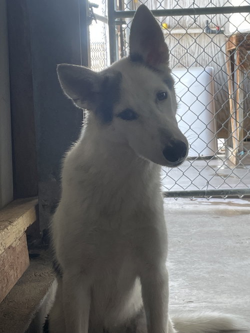 TIMBER - Husky / German Shepherd Dog available for adoption