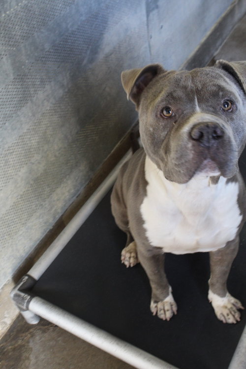 BARNEY - Pit Bull Terrier available for adoption
