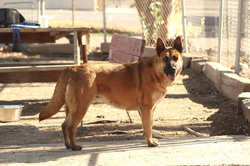 GRETA - German Shepherd Dog available for adoption