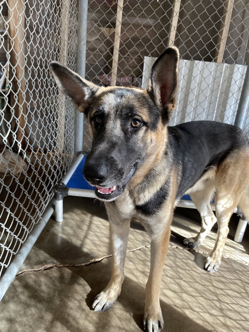 CRANBERRY - German Shepherd Dog available for adoption