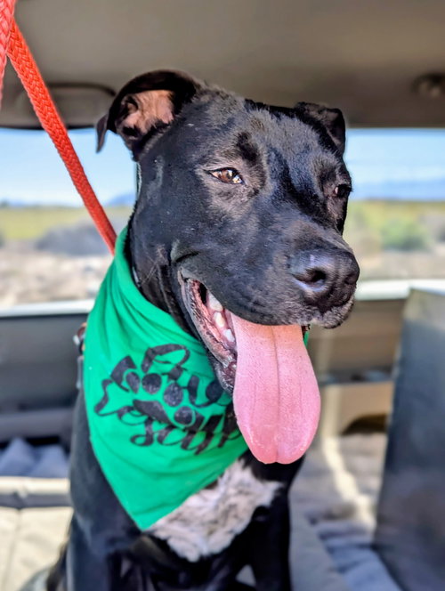 picture of the dog needing adoption