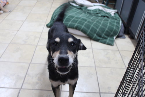 FLETCHER - Shepherd available for adoption