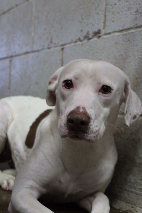 HARPER - Pit Bull Terrier available for adoption