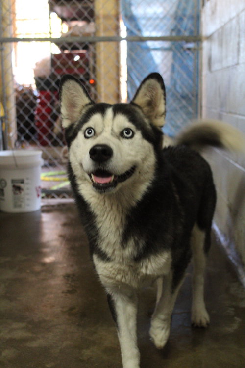 SMILEY - Husky available for adoption
