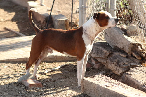 ARMANI - Pit Bull Terrier / Queensland Heeler available for adoption