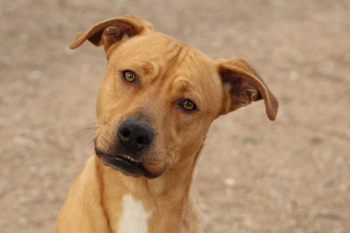 picture of the dog needing adoption