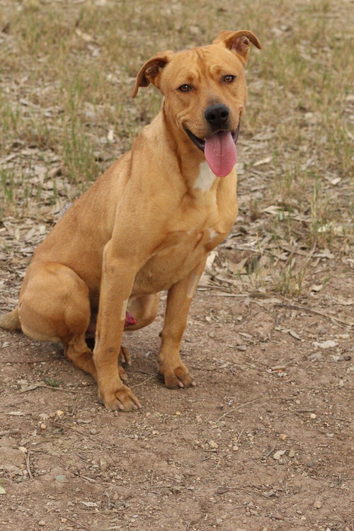 DARNELL - Labrador Retriever / Boxer available for adoption
