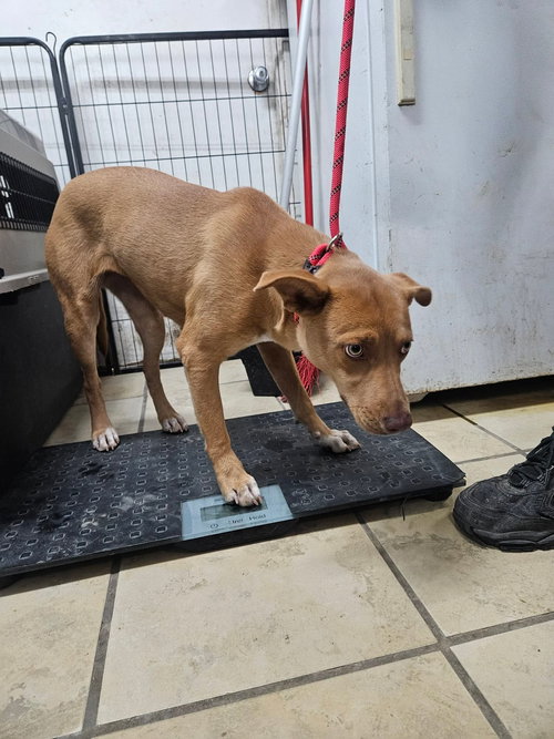 JOY - Shepherd / Labrador Retriever available for adoption