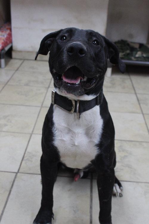 RANDY - Pit Bull Terrier available for adoption