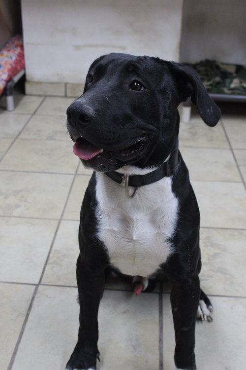 RANDY - Pit Bull Terrier available for adoption