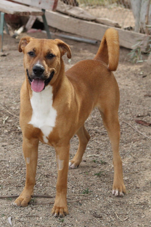 RALPH - Rhodesian Ridgeback available for adoption