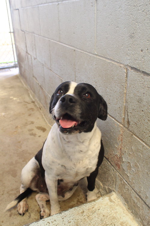 CATALINA - Pit Bull Terrier available for adoption