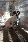 Dodge - Photo 2