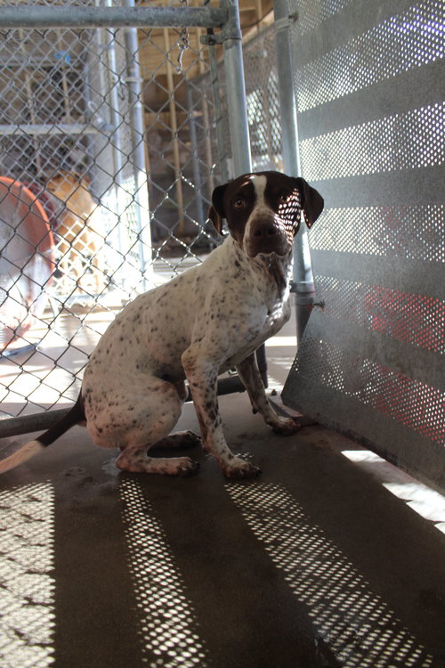 DODGE - German Shorthaired Pointer available for adoption