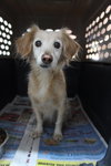 Gertie - Photo 3