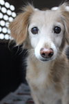 Gertie - Photo 4