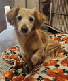 Gertie - Photo 1