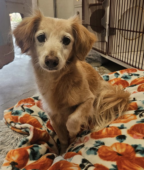 GERTIE - Dachshund available for adoption