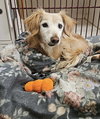 Gertie - Photo 2