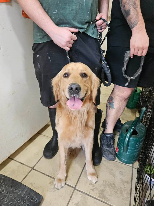 DOUGLAS - Golden Retriever available for adoption
