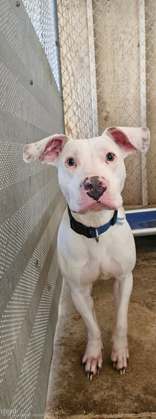 FROSTY - Pit Bull Terrier available for adoption
