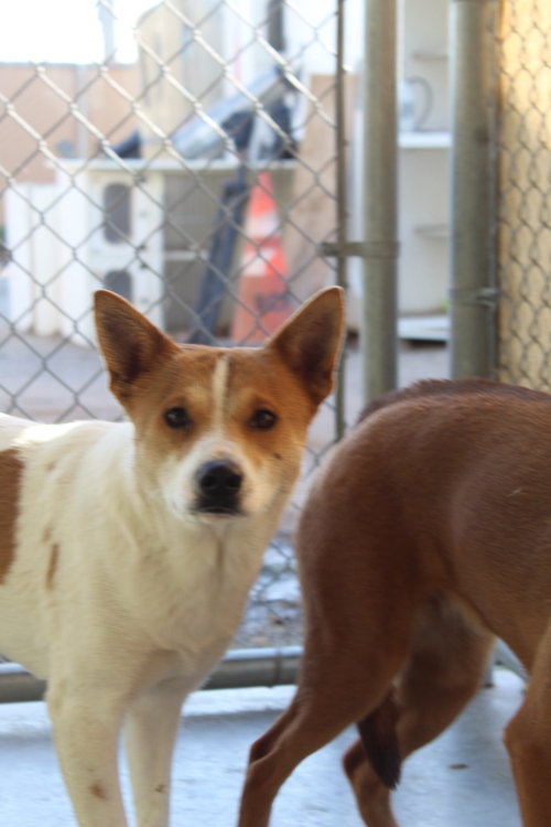picture of the dog needing adoption