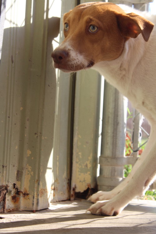 picture of the dog needing adoption