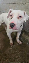 Buddy - Photo 2