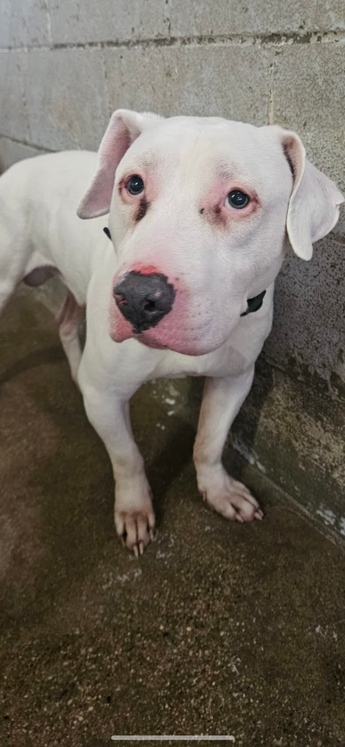 BUDDY - Pit Bull Terrier available for adoption