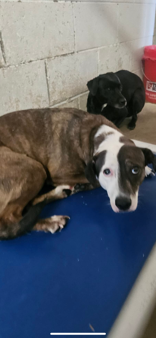 picture of the dog needing adoption