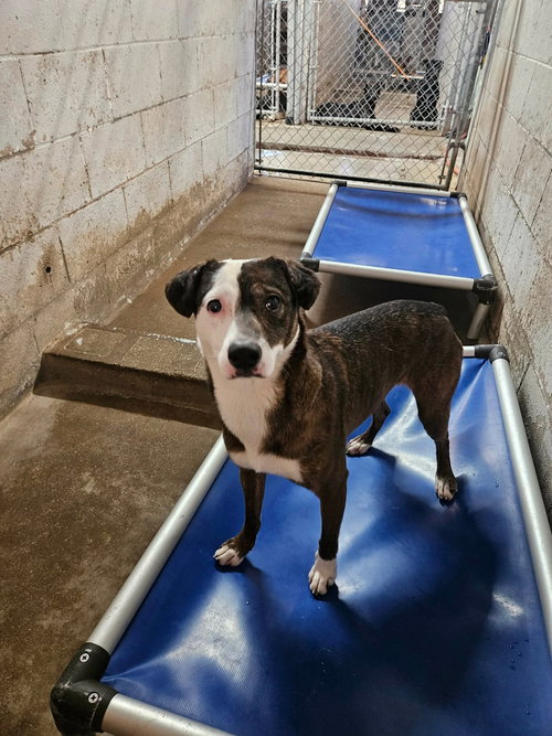 VIXEN - Hound / Pit Bull Terrier available for adoption