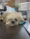 Timmy - Photo 1