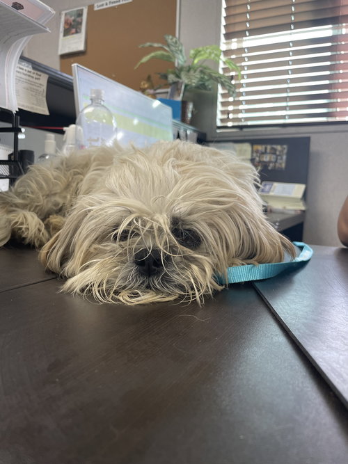 TIMMY - Shih Tzu available for adoption