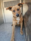 Nala - Photo 2
