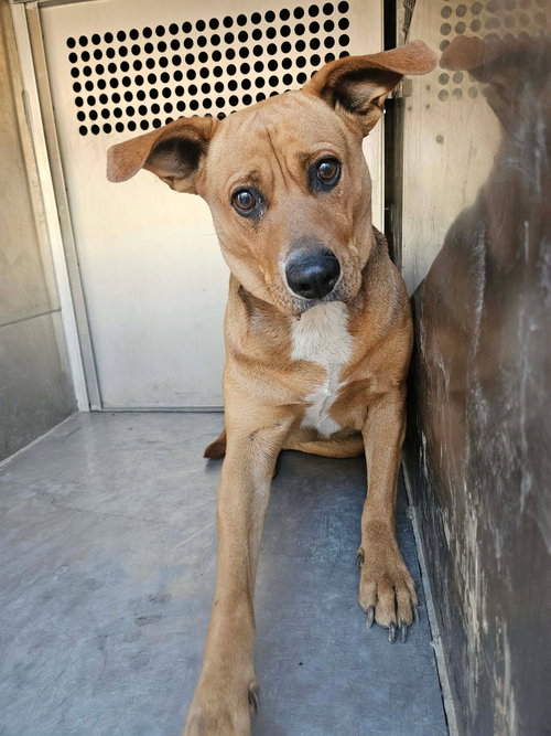 NALA - Shepherd available for adoption