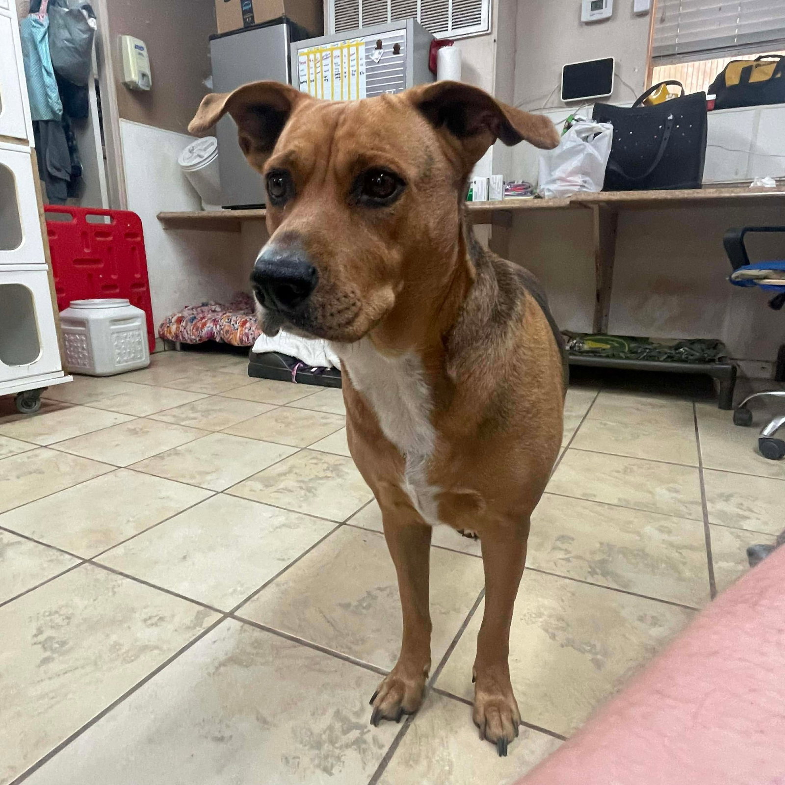 Nala Image