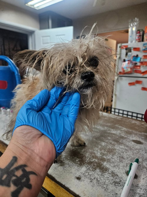 BONGO - Yorkshire Terrier Yorkie available for adoption