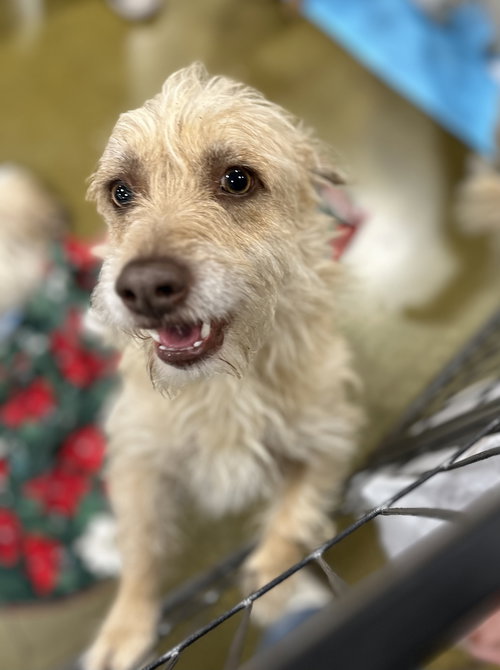 HARRISON - Terrier available for adoption