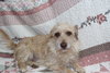 Harrison - Photo 2