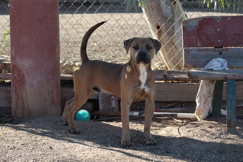 picture of the dog needing adoption