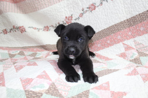 BAXTER - Shepherd available for adoption