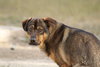 Mushu - Photo 2