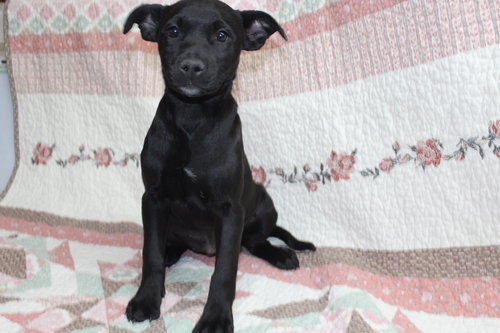 CYNTHIA - Pit Bull Terrier / Labrador Retriever available for adoption